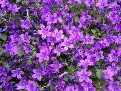 PERENNI VENDITA